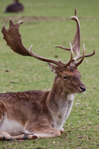 Cervo nel parco — Foto Stock