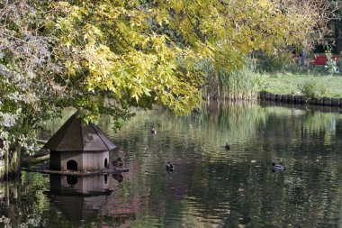 Göl, ördek, sonbahar