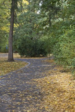 Sonbahar, sonbahar yaprak, park