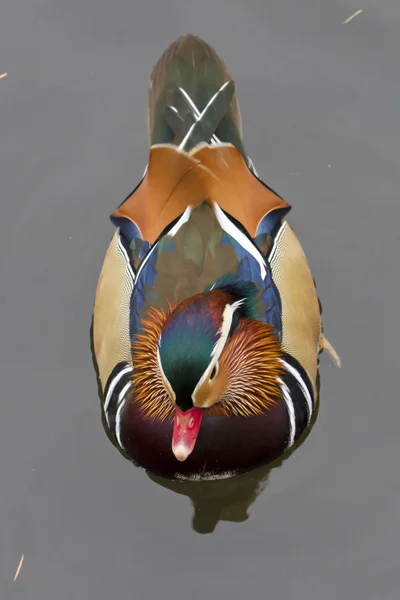 Aix galericulata ,duck — Stock Photo, Image