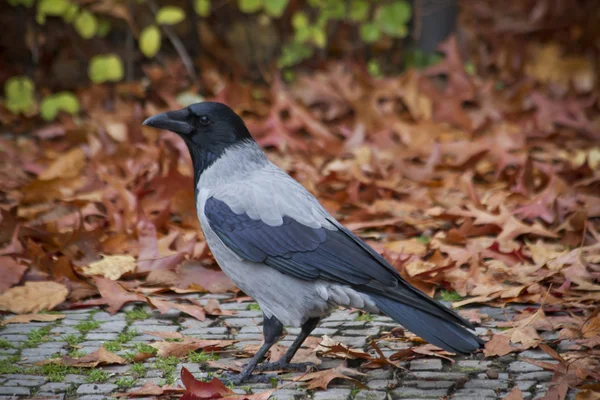 Corvo, corvo — Fotografia de Stock