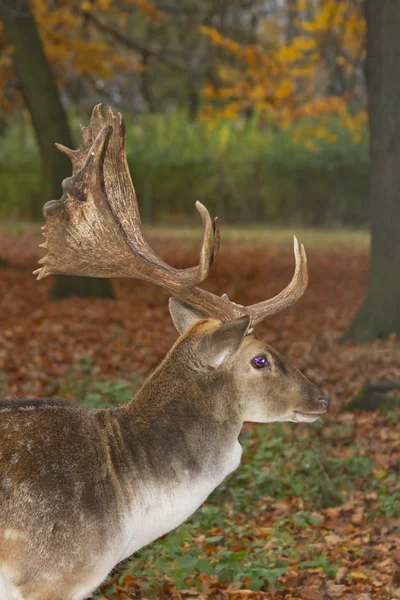 Deer, horns — Stock Photo, Image