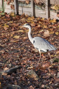 Heron, kuş Gölü