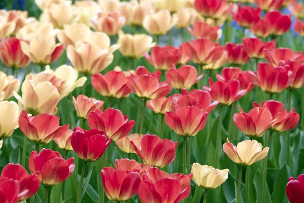 Lente, tulpen — Stockfoto