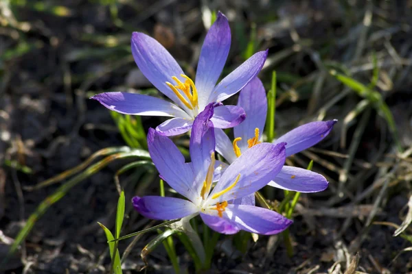 Vår, krokus — Stockfoto