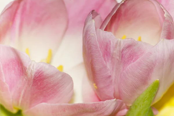 Lente, tulpen — Stockfoto