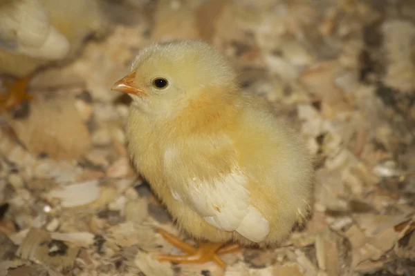 Frango — Fotografia de Stock