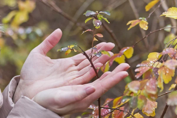 Ręce, roślin — Zdjęcie stockowe
