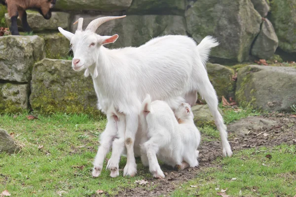 Chèvre, animal — Photo