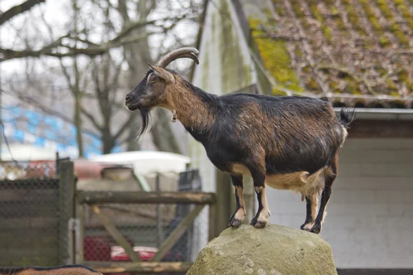 Ziege, Tier — Stockfoto