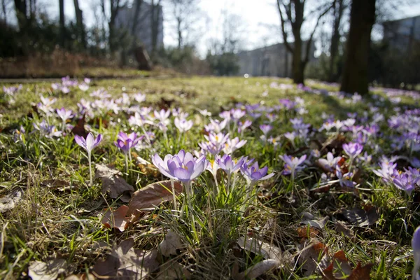 Крокус, шафран, весна