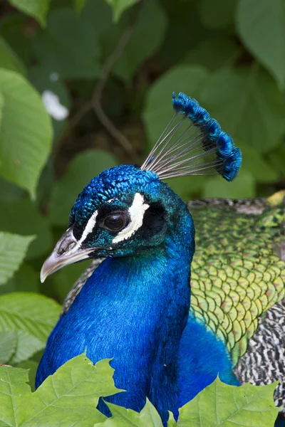 Pavão, fundo — Fotografia de Stock