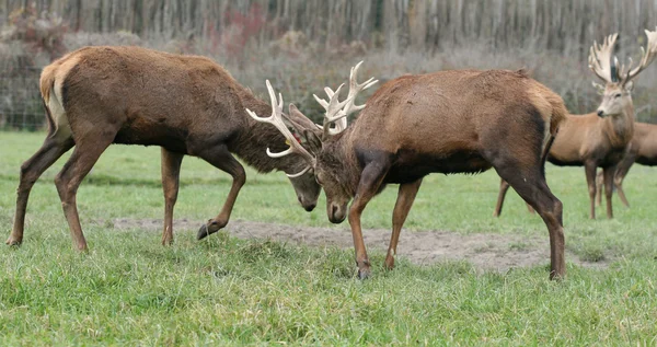 빨간 deers 파이팅 — 스톡 사진