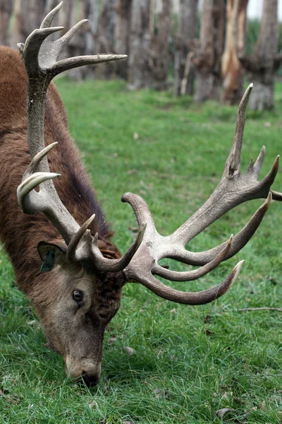 Grazing red english deers — Stock Photo, Image