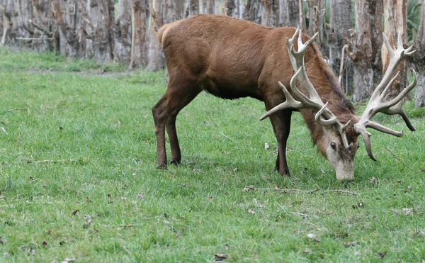 Czerwony język angielski jelenie wypasu — Zdjęcie stockowe