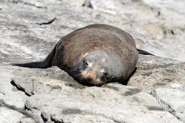 Eine ufr robbe, die über dem felsen liegt — Stockfoto