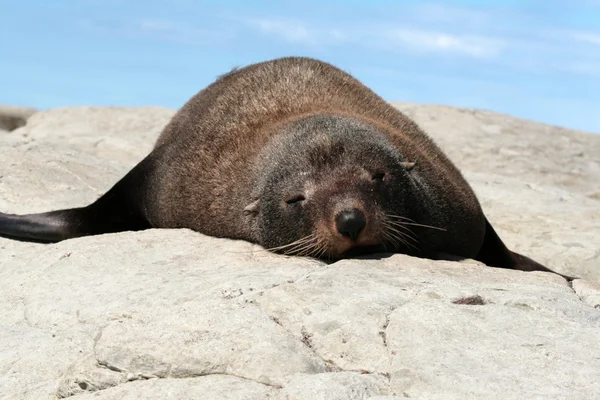 One seal lying on the rock surface — Stock Photo, Image