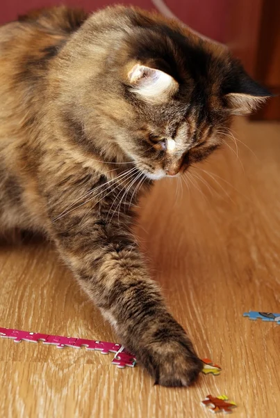 Bulmaca zeminde oynayan kedi