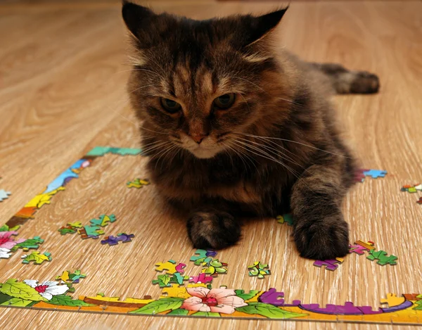 yerde yatarken bulmaca oynayan kedi