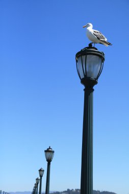 martı kutup