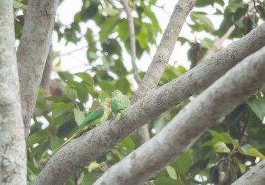 Alexandrine Muhabbet kuşu açık havada ağaçta.