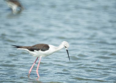 Himantopus gölde duruyor..