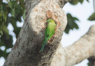 Alexandrine Muhabbet kuşu açık havada ağaçta.