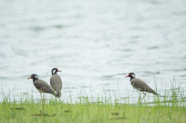 Kırmızı Kanatlı Laponya Çimenlerde yürüyor.