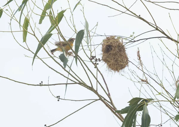 Asya Altın Weaver Okaliptüs Ağaçlarına Yuva Yapıyor — Stok fotoğraf