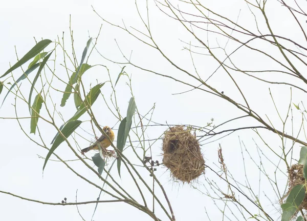 Asiático Golden Weaver Nidificação Árvores Eucalipto — Fotografia de Stock