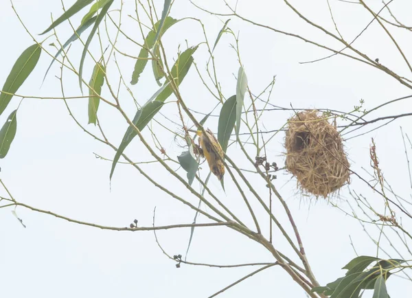 Asian Golden Weaver Nesting Eucalyptus Trees — Stock Photo, Image