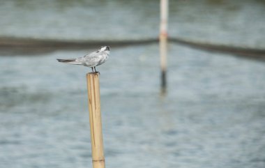 Bambu üzerinde duran bıyıklı Tern.