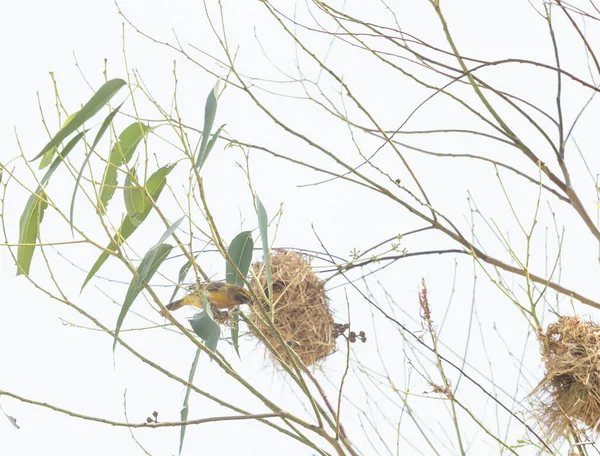 Ázsiai Golden Weaver Fészkelés Eukaliptusz Fák — Stock Fotó