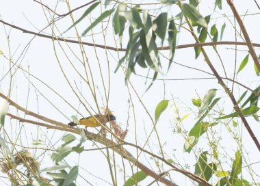 Asya Altın Weaver okaliptüs ağaçlarına yuva yapıyor.