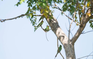 Yeşil Arı-yiyici ağaçta duruyor.