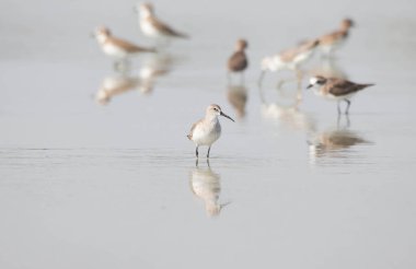 Gölde yaşayan kuşlar..