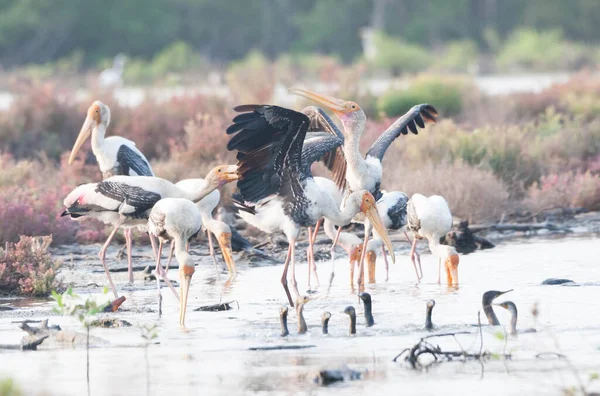 Painted Stork Foraging Lake — Stockfoto