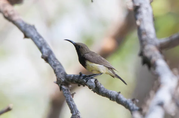 Ein Vogel Auf Trockenem Ast — Stockfoto