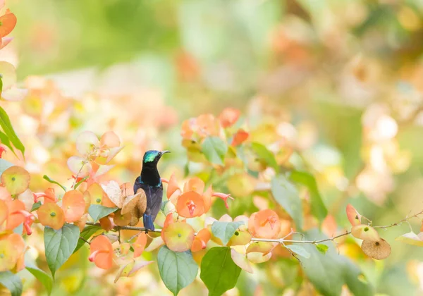 Van Hasselts Sonnenvogel Steht Auf Der Chinesischen Hutpflanze — Stockfoto