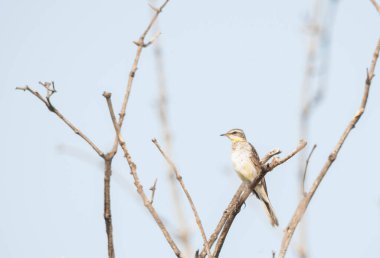 Kuru dalda bir kuş.