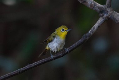 Minibüs, Çin şapkası fabrikasında duran güneş kuşunu seçiyor..