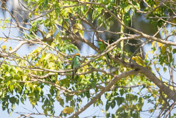 Green Bee Eater Εκμετάλλευση Στο Δέντρο — Φωτογραφία Αρχείου