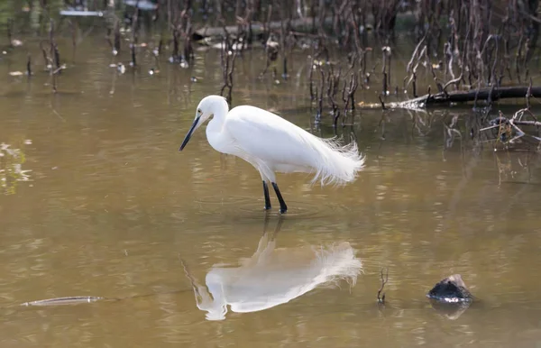 Little Egret Standing Lake — Stock Photo, Image