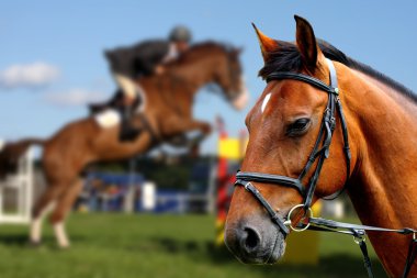 Horses races clipart