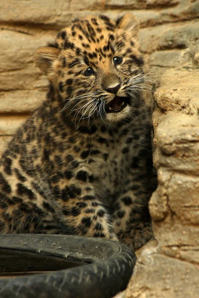 Erstaunliches Leopardenbaby — Stockfoto