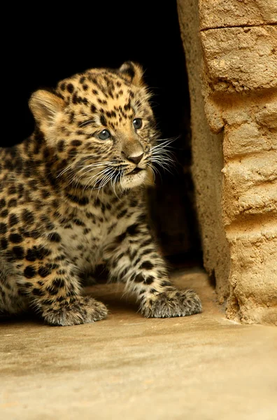 Удивительный детеныш леопарда — стоковое фото