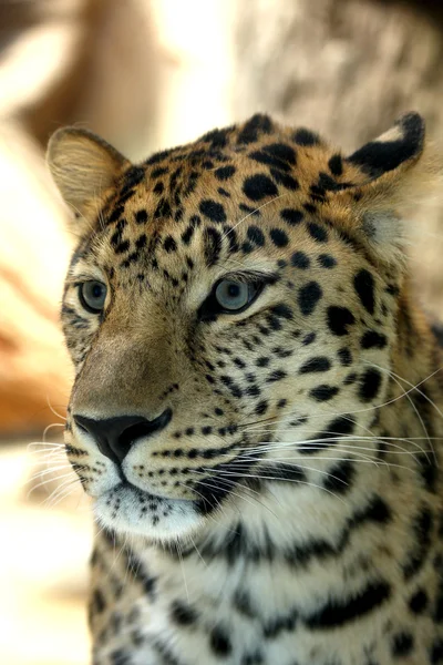 Fantastiska leopard — Stockfoto