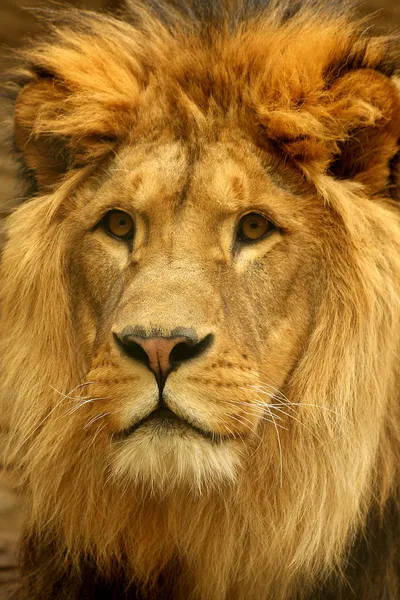 Portrait of Lion — Stock Photo, Image