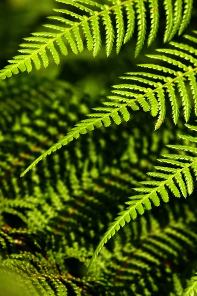 Amazing triple of fern leafs — Stock Photo, Image