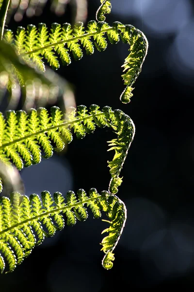 Amazing triple of fern leafs — Stock Photo, Image
